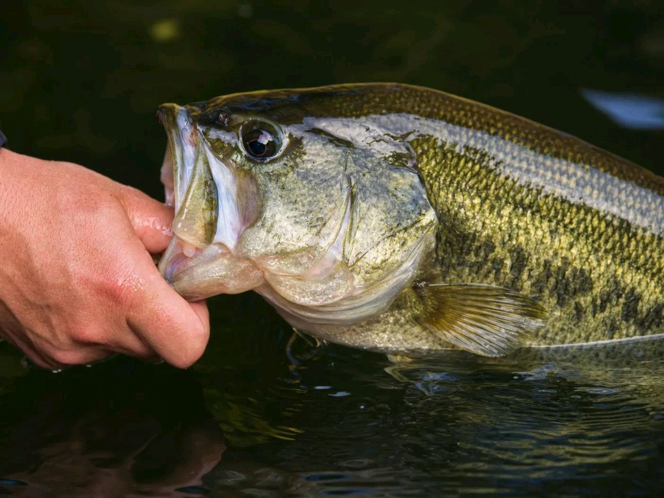 Close-up photo of a largemouth bass held near the water surface